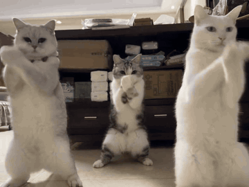 AI cats dancing GIF: five cats standing in a line and dancing in a living room