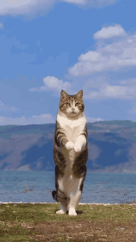 AI cat dance GIF: a tabby-and-white cat dancing on its hind legs by a lake