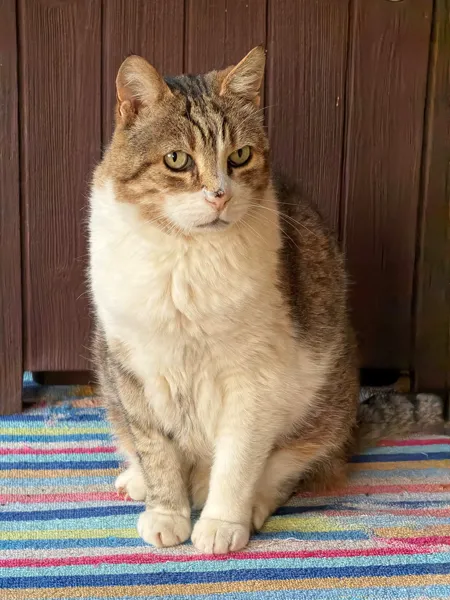 A tabby-and-white cat sitting up and facing the camera