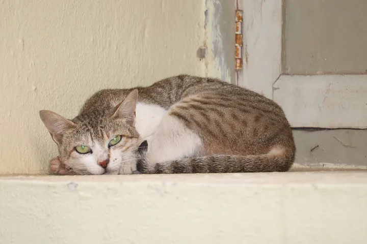 A tabby cat curled up on a ledge