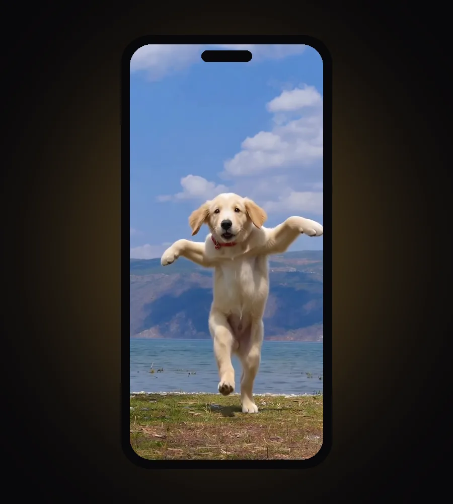 The dancing dog video on a phone screen