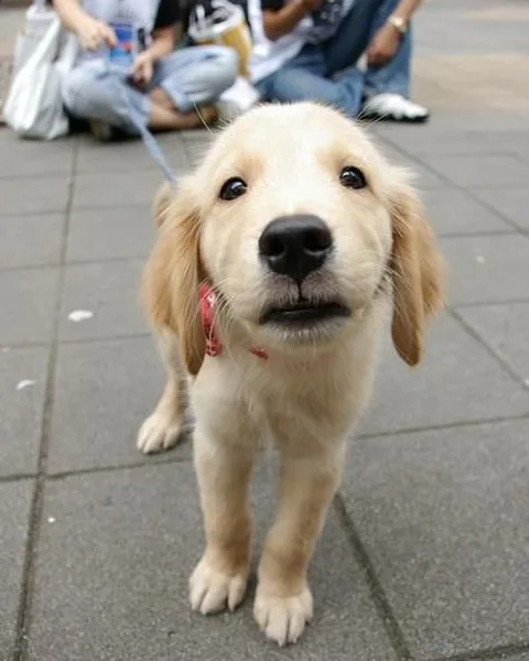 A golden retriever puppy standing and facing the camera