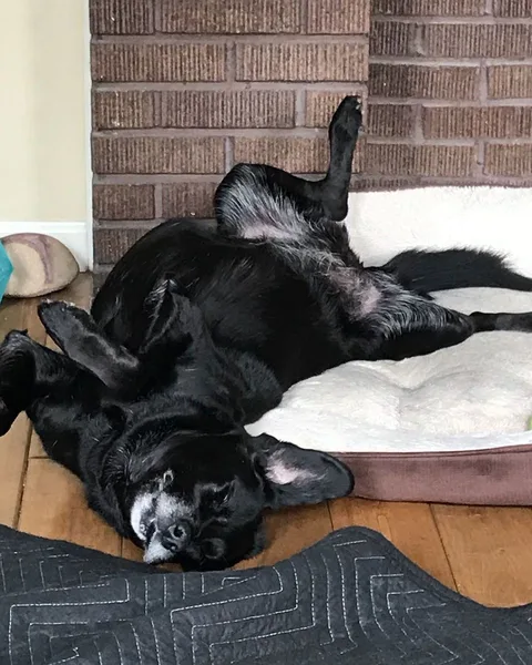 A black labrador lying upside down on a dog bed