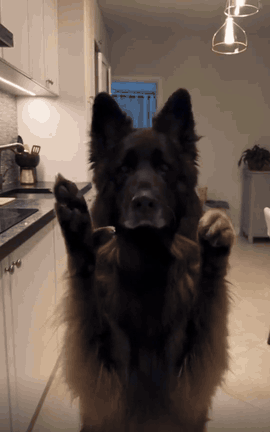 AI dancing dog GIF: a long-haired German Shepherd waving its paws at the camera in a kitchen