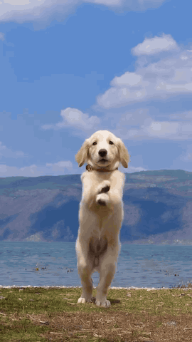 AI dancing dog GIF: a golden retriever puppy dancing on its hind legs by a lake