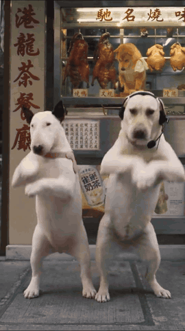 AI dancing dogs GIF: a Bull Terrier and a Labrador dancing side by side on a street