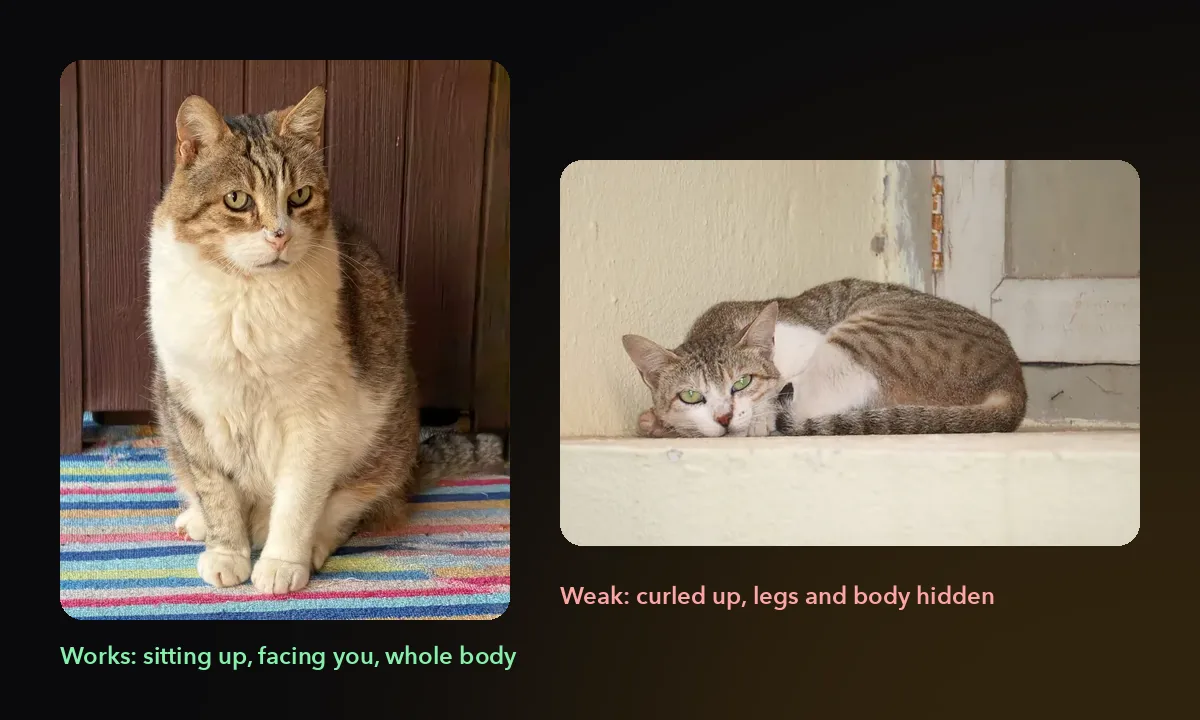 Two cat photos compared: a tabby-and-white cat sitting up and facing the camera works well, a tabby curled up on a ledge does not