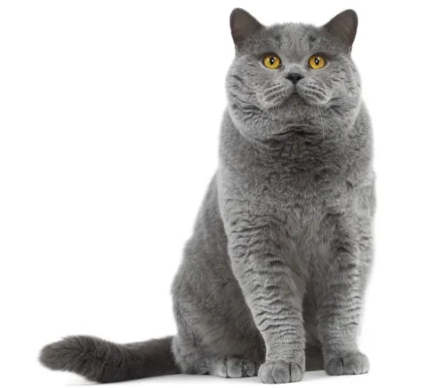 A grey British Shorthair cat sitting and facing the camera on a plain white background, with its copper eyes and whole body in view
