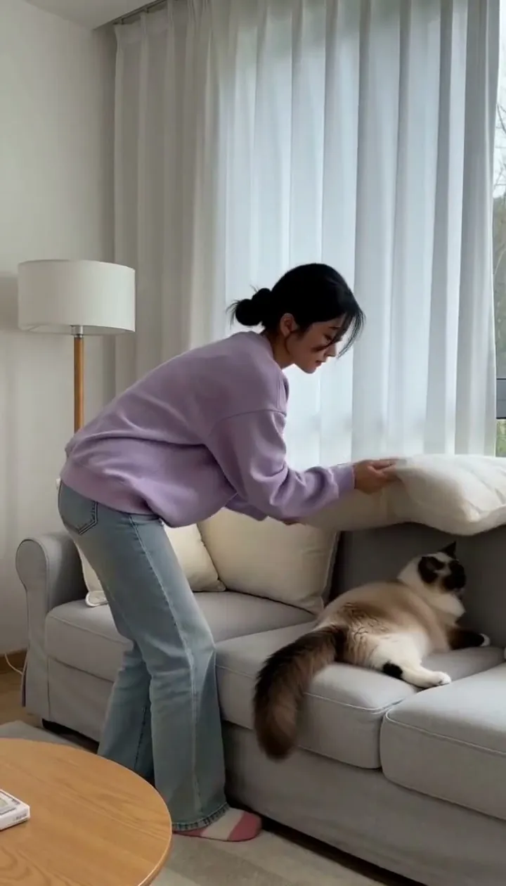 A Siamese-type cat lies on a sofa while a woman bends over the cushions looking for it