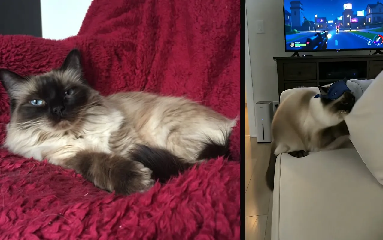 The uploaded photo of a seal-point long-haired cat on a red blanket, next to a frame from the AI video where the cat fakes sleep on a sofa in front of a paused video game