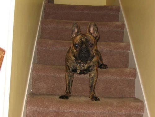 Pet photo