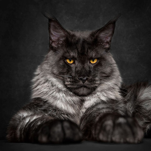Pet photo