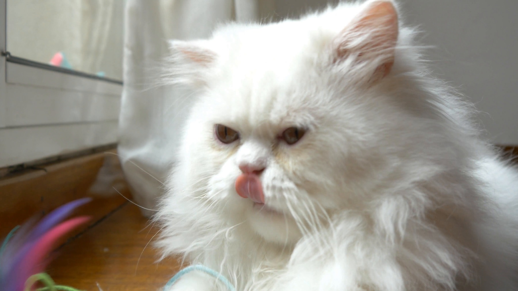 Pet photo