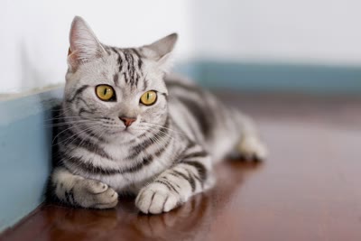 Pet photo
