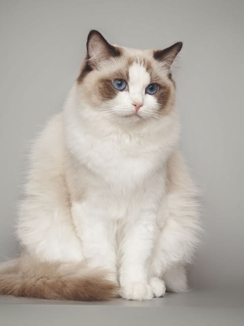 Pet photo
