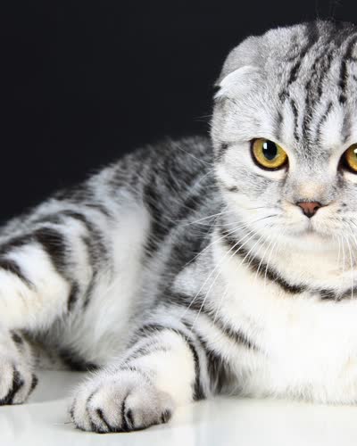 Your pet