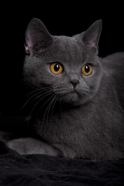 Pet photo