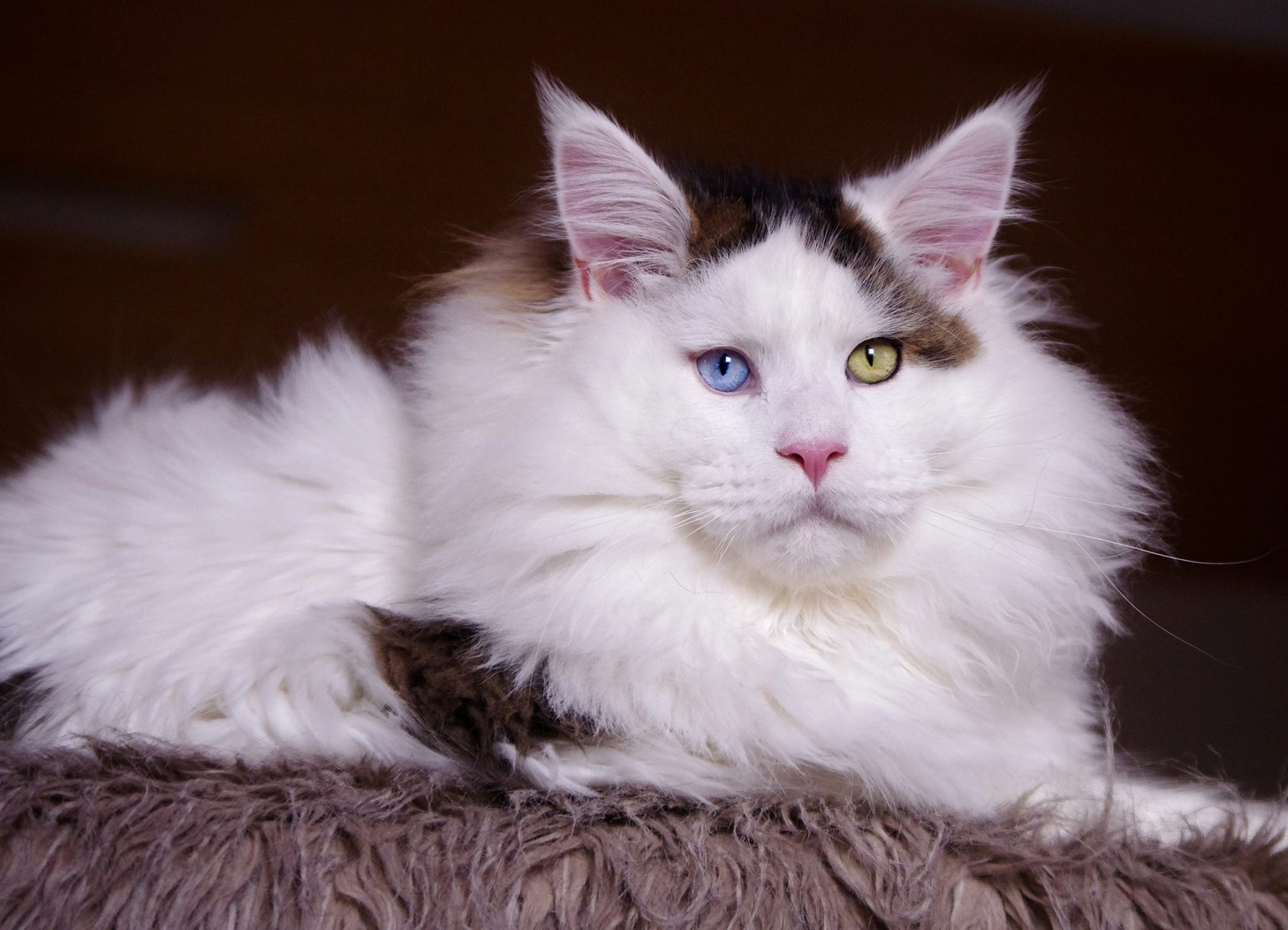 Pet photo