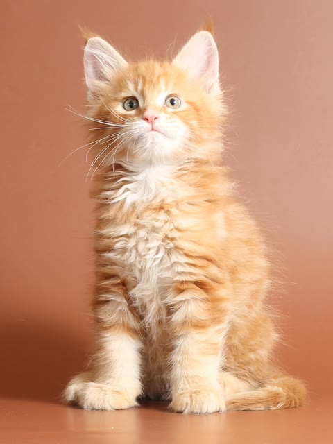 Pet photo