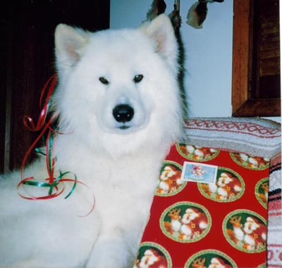 Your pet