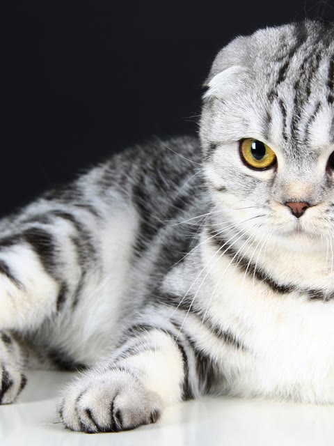 Pet photo