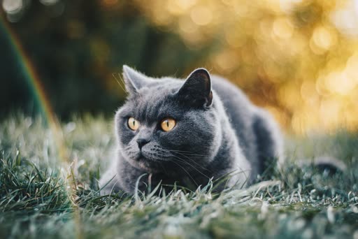Pet photo