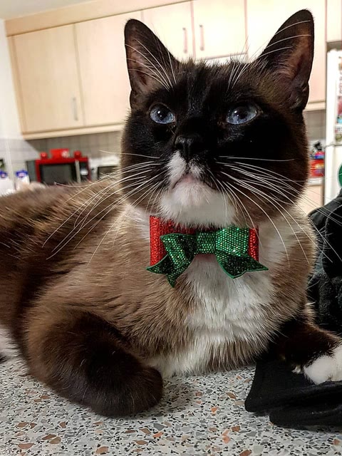 Pet photo