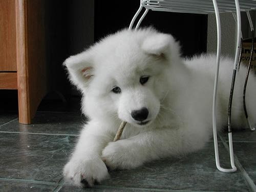 Pet photo