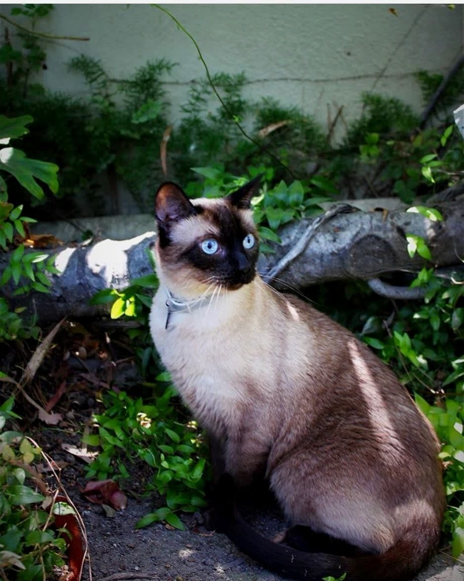 Pet photo