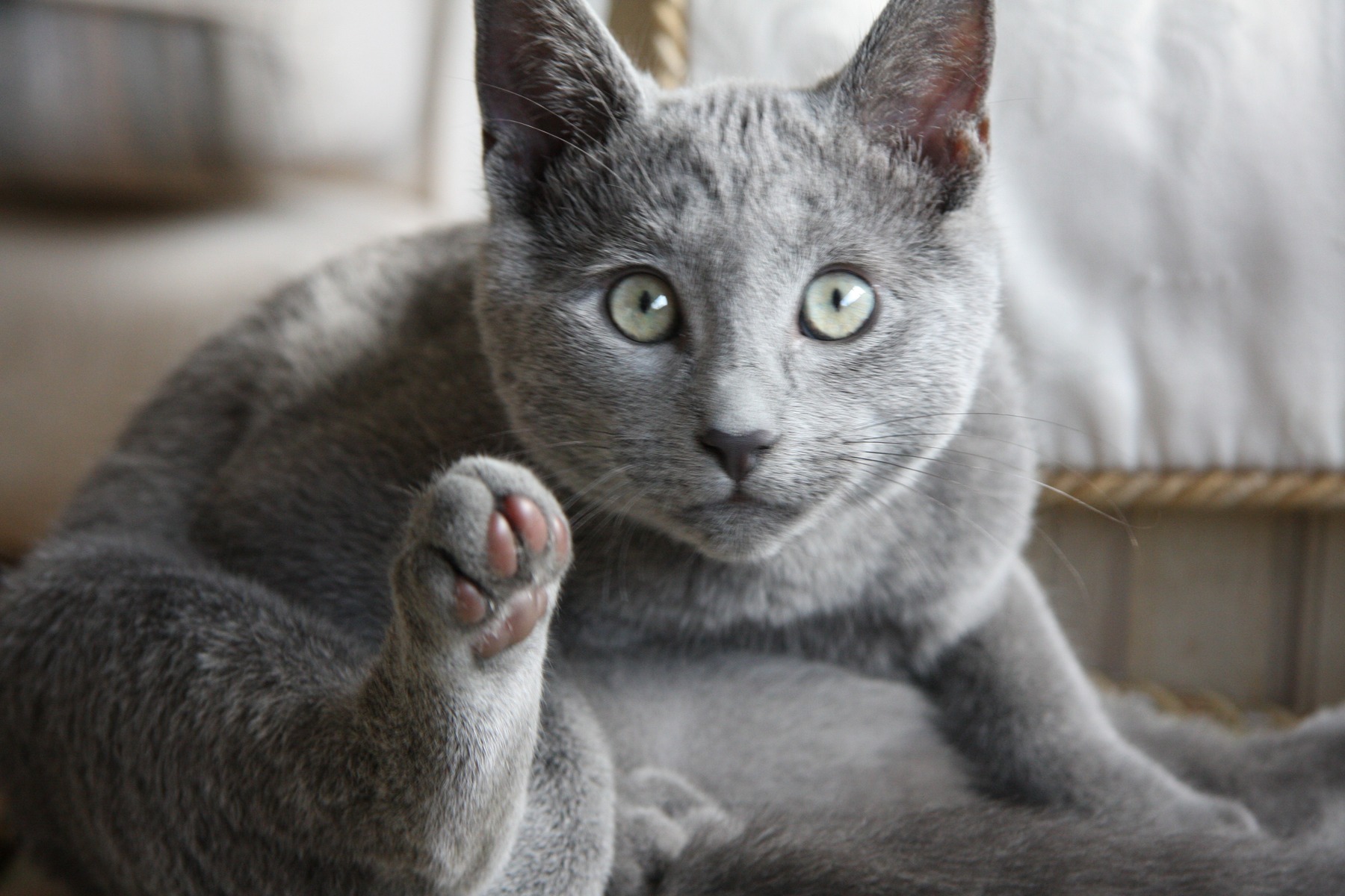 Pet photo
