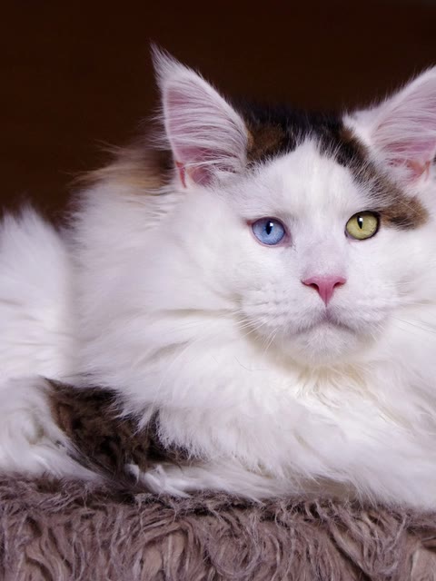 Pet photo