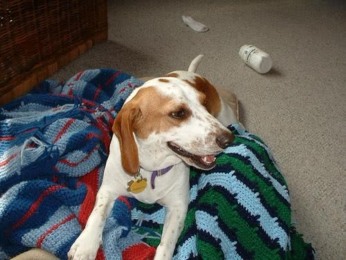 Pet photo