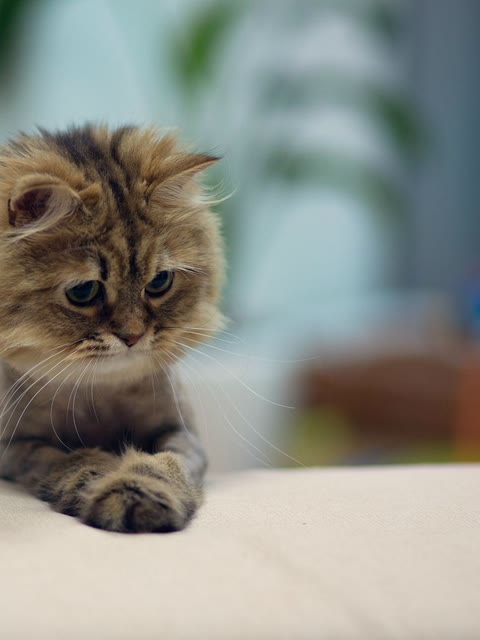 Pet photo