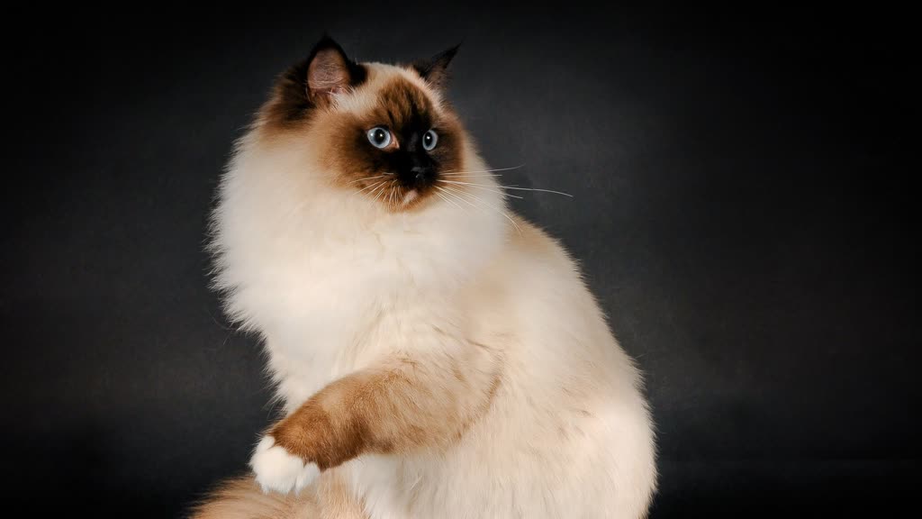 Pet photo