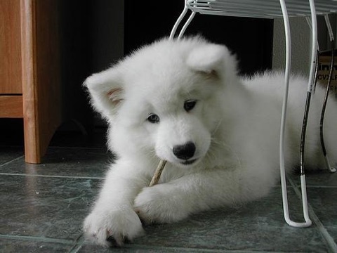 Pet photo