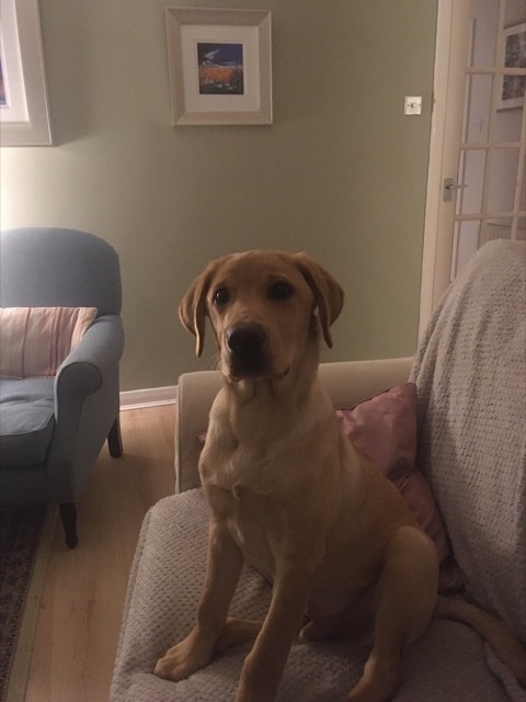 Pet photo