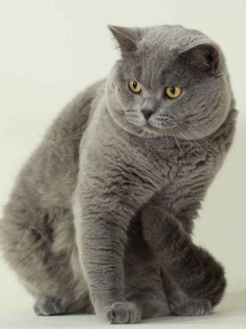 Pet photo