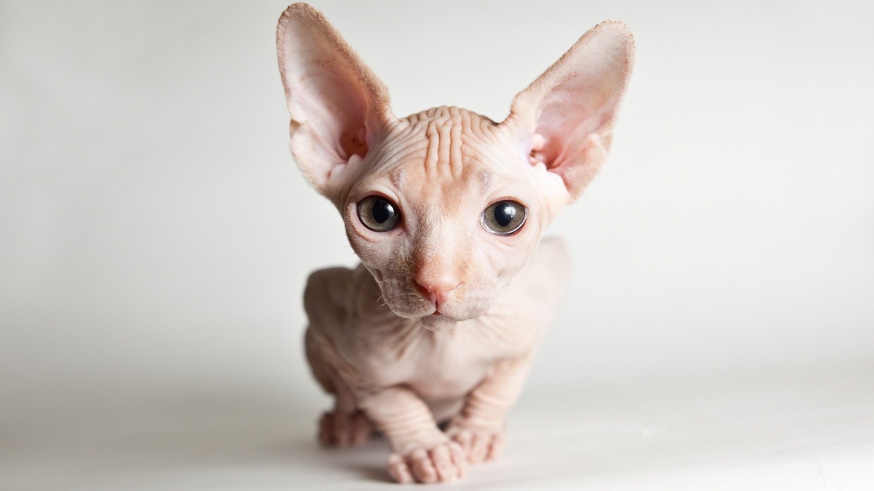 Pet photo