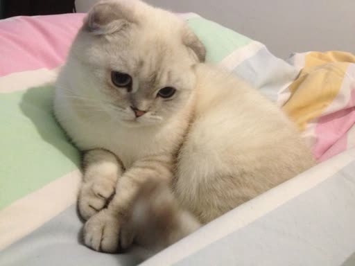 Pet photo