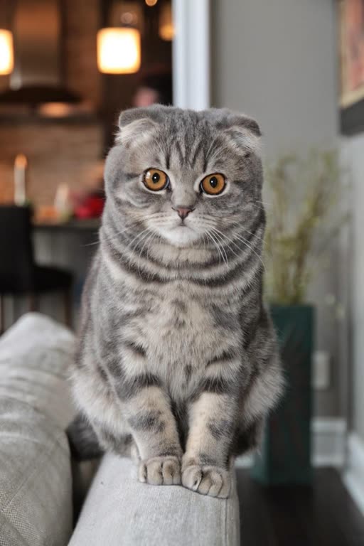 Pet photo