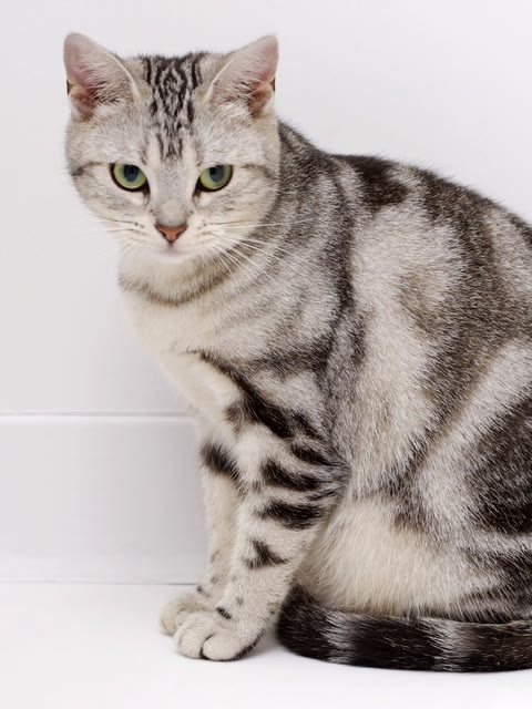 Pet photo