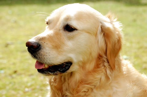 Pet photo