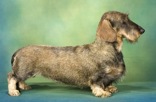 Pet photo