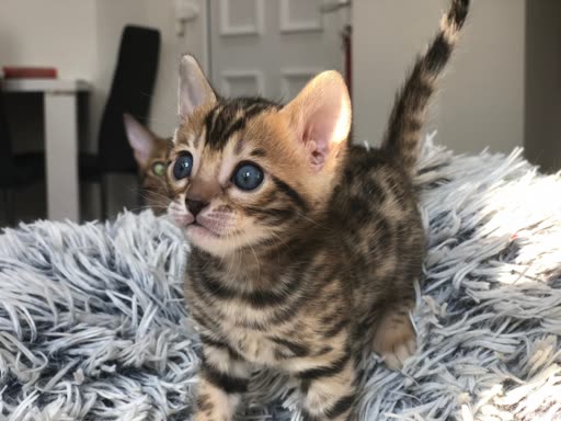 Pet photo
