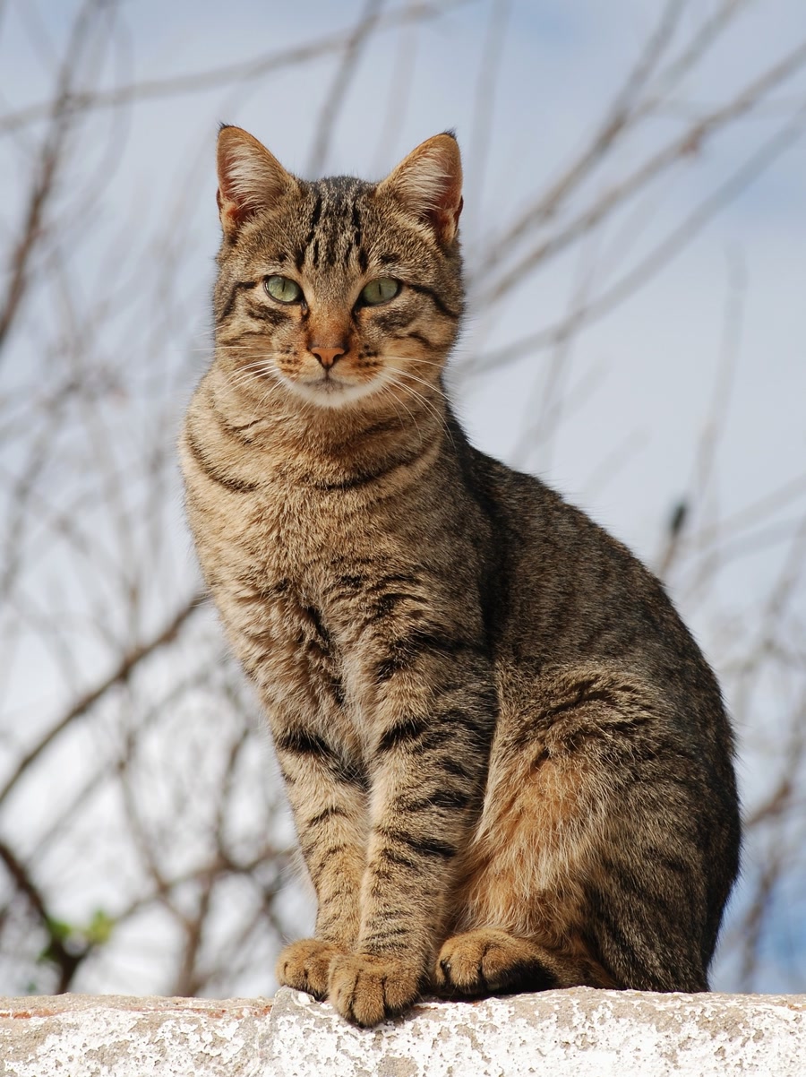 Pet photo
