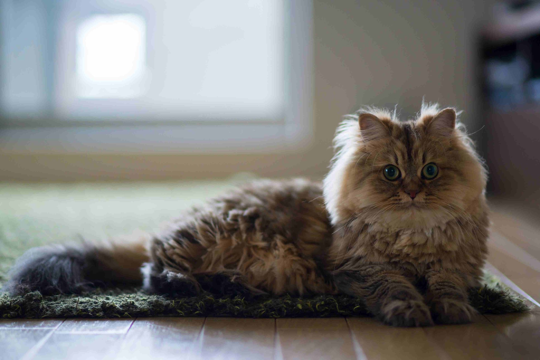 Your pet