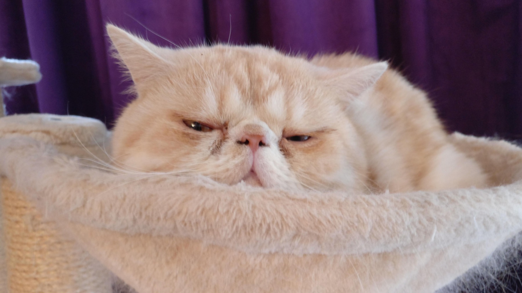 Pet photo