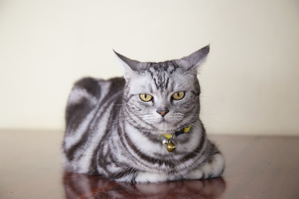 Pet photo