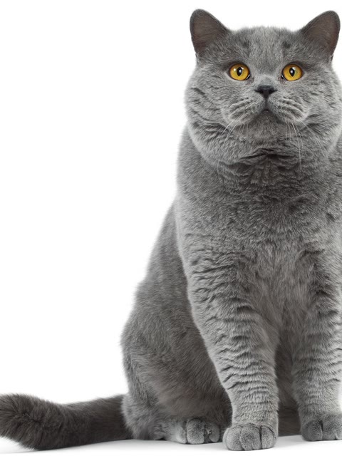 Pet photo