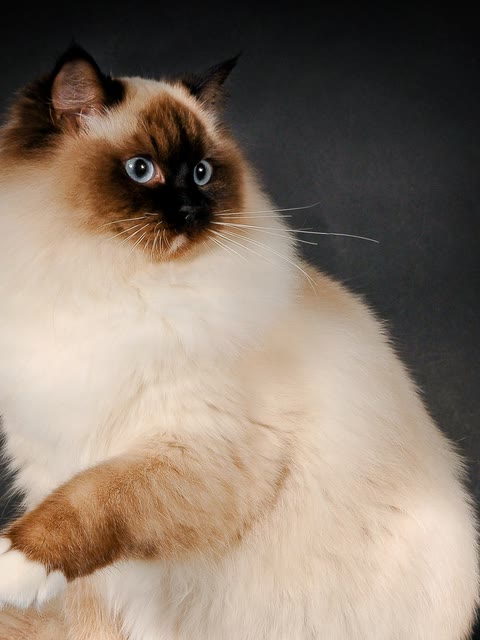 Pet photo
